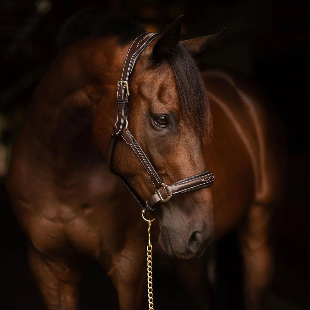 brown leather halter