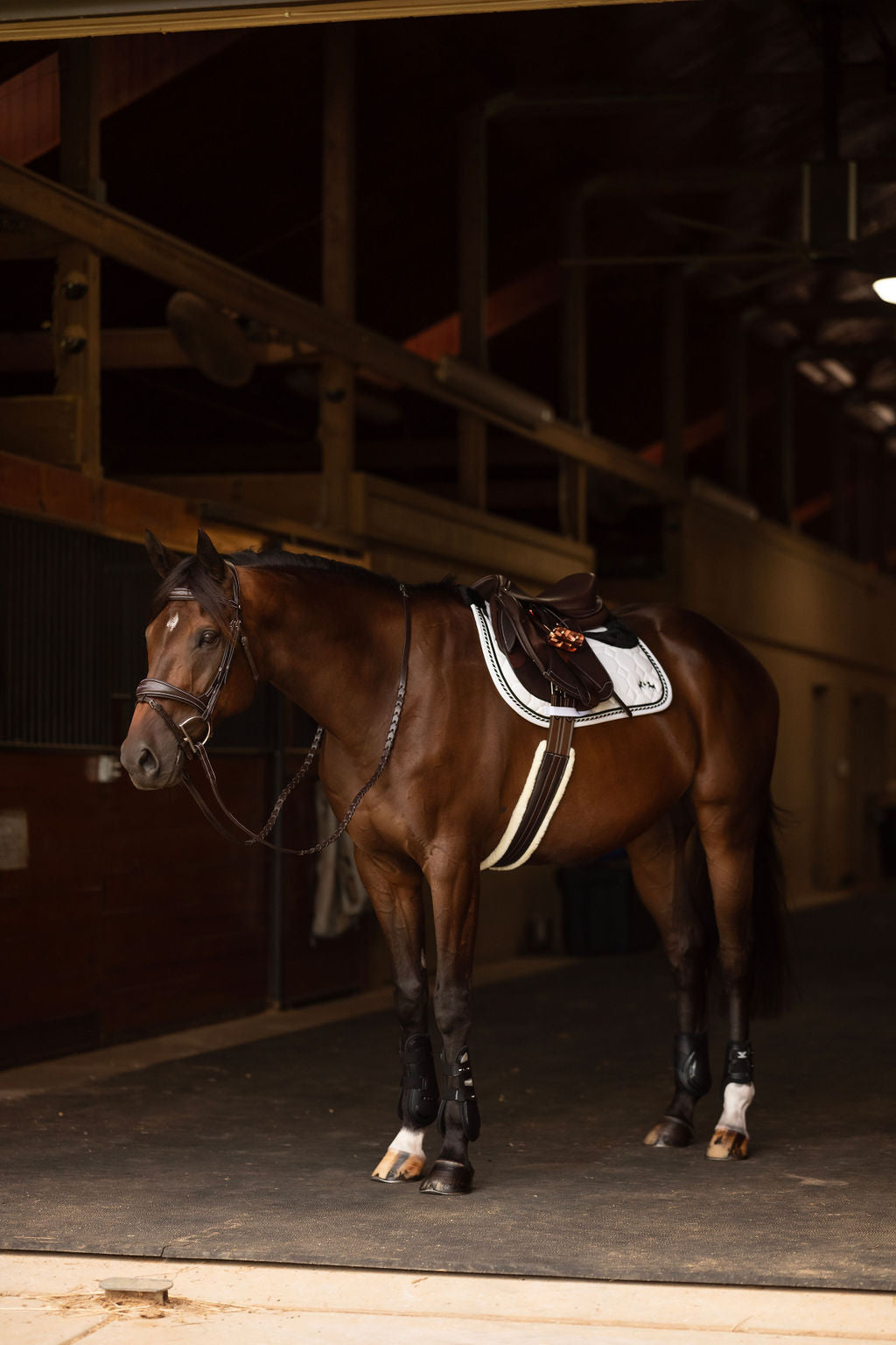 bridle with reins