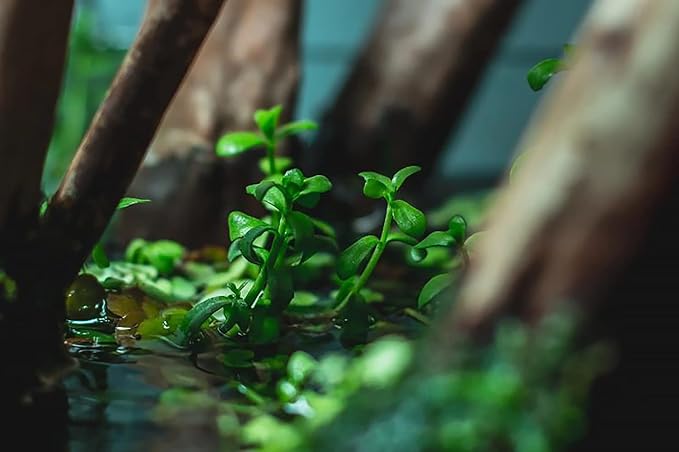 Live Aquarium Stem Plants - Freshwater Aquatic Plant for Fish Tanks, Aquascaping - (Moneywort Bacopa Monnieri, 1 Bunch)