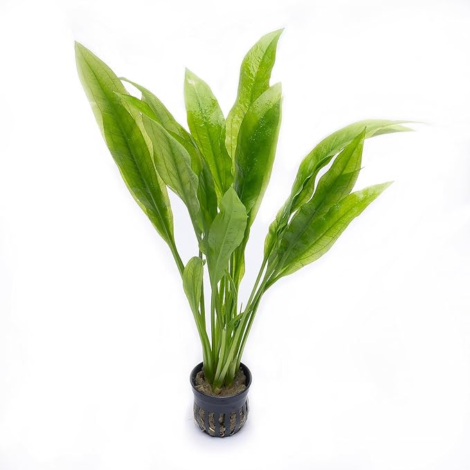 Amazon Sword Echinodorus Bleheri Live Plant for Freshwater Aquariums, Natural Fish Tank Decorations, and Aquatic Decor (5 Pots (10-15 Plants))