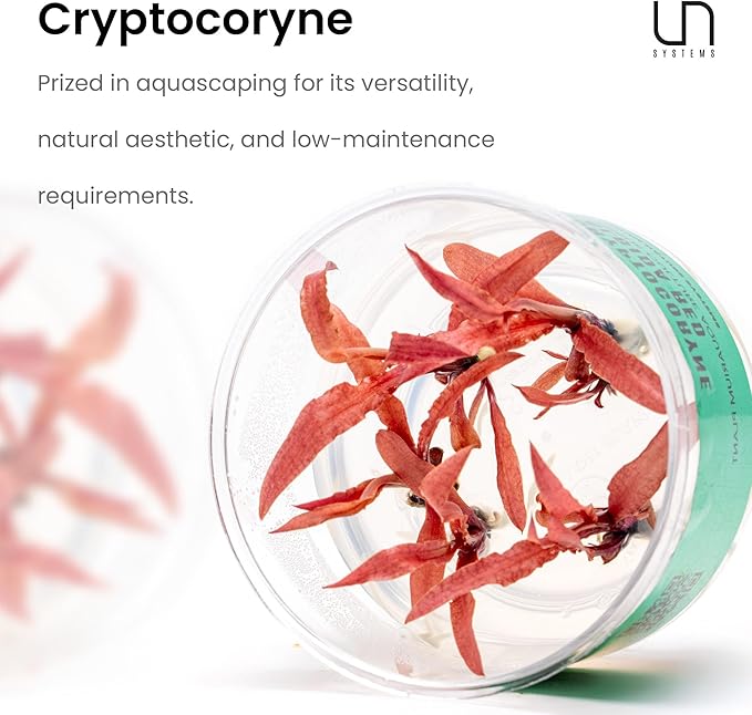 Ultum Nature Systems Cryptocoryne Parva Tissue Culture Live Plant for Aquarium, Freshwater Fish Tank, Aquascaping - 100% Snail Free in Vitro