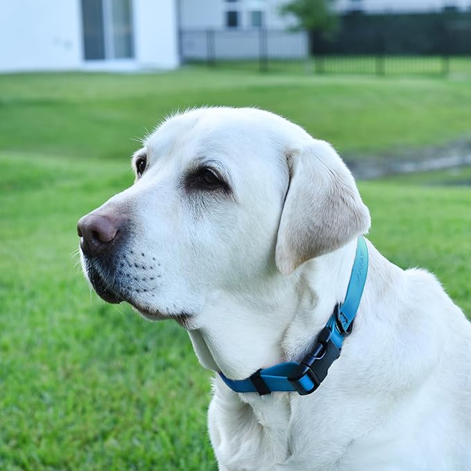Dogline Biothane Waterproof Dog Collar with Quick Release Buckle Strong Coated Nylon Webbing with Odor- Proof for Easy Care Easy to Clean Fits Small Medium or Large Dogs, Dogline Blue 1" W 15-23" L