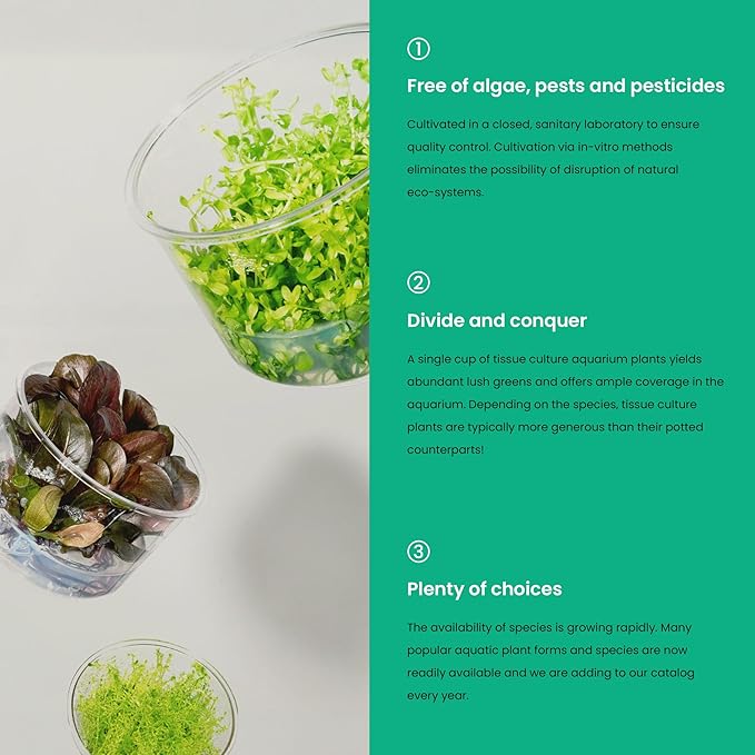 Ultum Nature Systems Cryptocoryne Lucens Tissue Culture Live Plant for Aquarium, Aquascape, Freshwater Fish Tanks - 100% Snail Free in Vitro