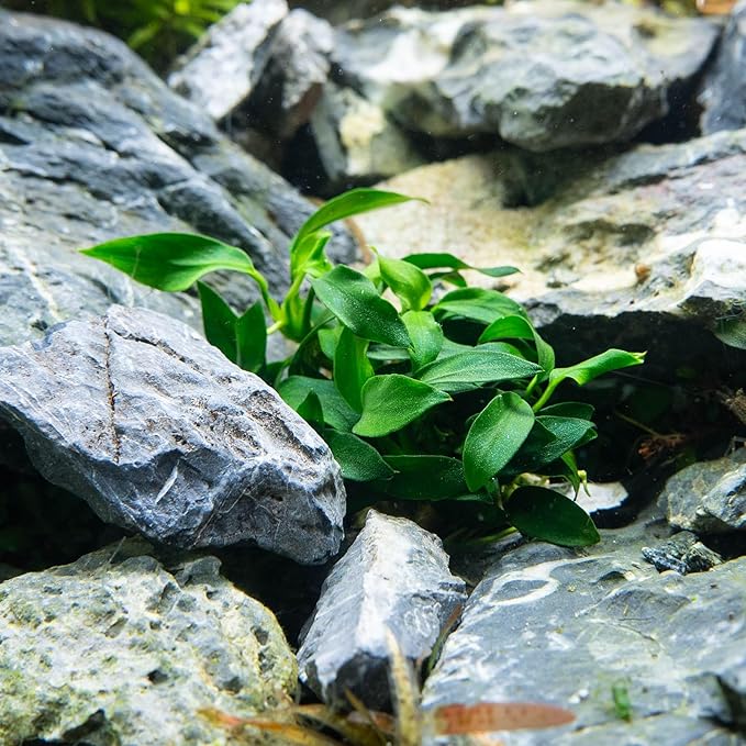 Ultum Nature Systems Live Tissue Culture - Anubias Nana Petite (Anubias barteri 'Nana') - Easy - Low to Medium Light - Dark Green Accent - Foreground - 100% Snail Free Grown in-Vitro