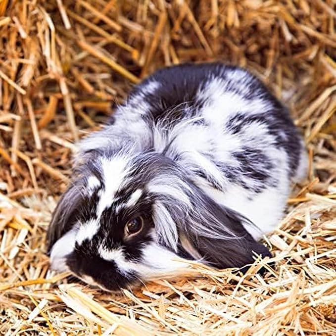 Blue Mountain Hay | Fresh Organic Oat Hay (24 Ounce) | Good for Sensitive Digestion | High-Altitude Hay Pet Food for Rabbits, Guinea Pigs, Chinchillas, Hamsters, and Other Small Pets