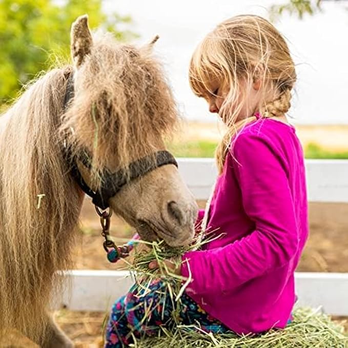 Blue Mountain Hay | Fresh Orchard Grass Hay (24 Ounce) | High Fiber, Soft & Leafy | High-Altitude Hay Pet Food for Rabbits, Guinea Pigs, Chinchillas, Hamsters, and Other Small Pets