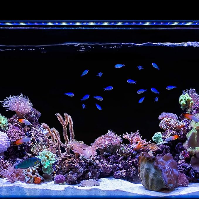 CURRENT USA 24-36" Inch Orbit Marine IC Loop LED Saltwater Reef Marine Aquarium Light with Bluetooth App Control | Wireless Lighting & eFlux Wave Pump Control for Fish Tank (4205)
