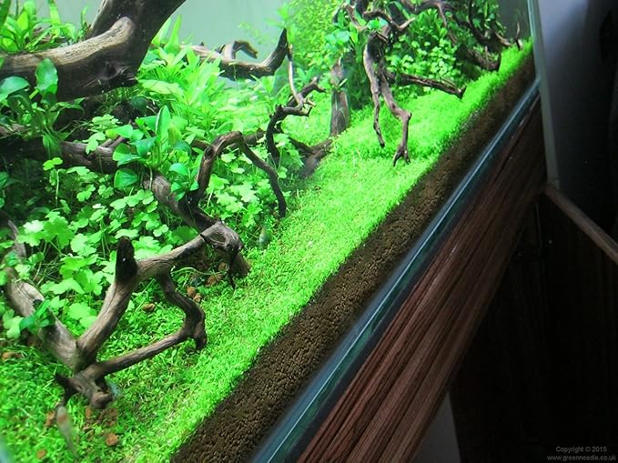Foreground Potted Live Aquarium Plants | Freshwater Aquatic Plants for Aquariums (Potted Monte Carlo, 3 Pack)