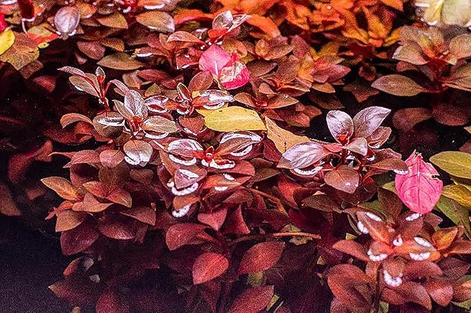 Live Aquarium Red Stem Plants - Freshwater Aquatic Plant for Fish Tanks, Aquascaping - (Ludwigia Natans Super, 1 Bunch)