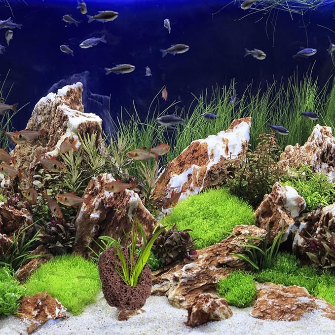 Housoutil Lava Rock Aquarium, 6PCS Aquarium Volcanic Stone Plant Fixer Ornaments, Double-Hole Fish Tank Rocks Ornament for Aquascaping, Fish Tank, Terrarium and Landscape Design
