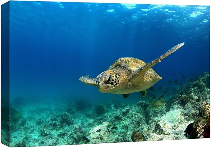 wall26 Canvas Print Wall Art Sea Turtle Gliding Through Sea Nature Ocean Photography Realism Nautical Scenic Relax/Calm Multicolor Ultra for Living Room, Bedroom, Office - 16"x24"