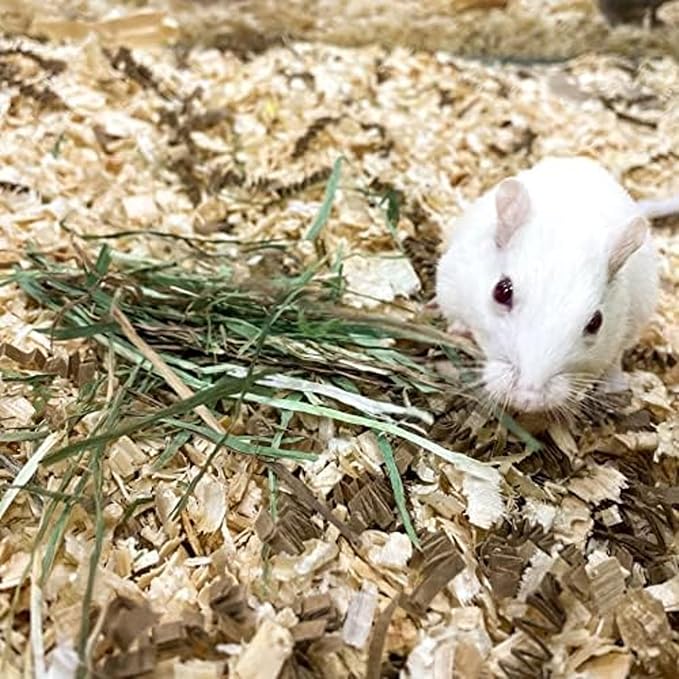 Blue Mountain Hay | Fresh Orchard Grass Hay (24 Ounce) | High Fiber, Soft & Leafy | High-Altitude Hay Pet Food for Rabbits, Guinea Pigs, Chinchillas, Hamsters, and Other Small Pets