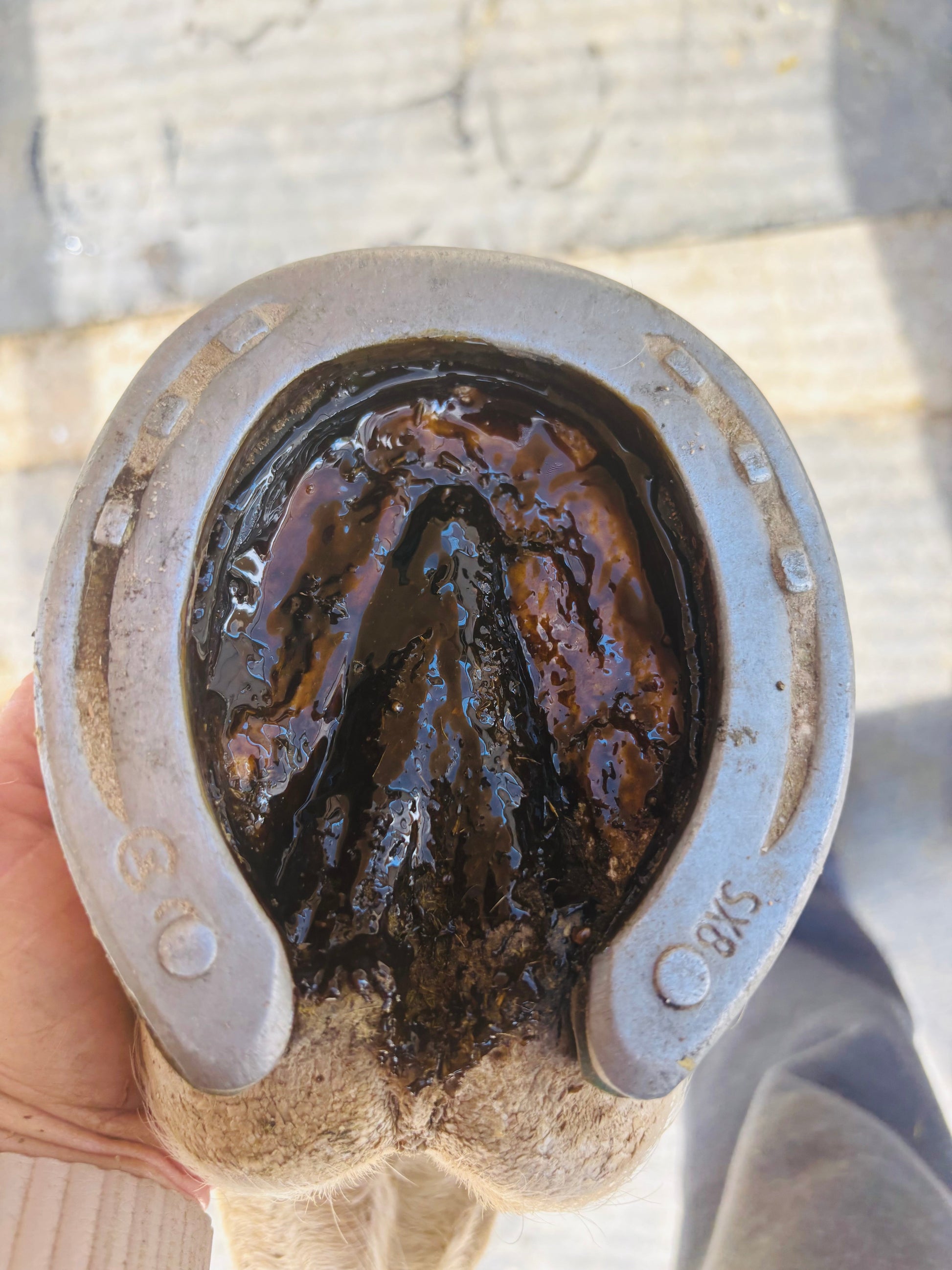 horse hoof paste