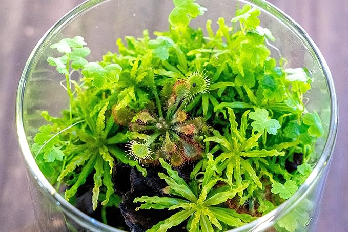 Ultum Nature Systems Downoi Pogostemon Helferi Tissue Culture Live Plant for Aquarium, Aquascape, Freshwater Fish Tanks - 100% Snail Free in Vitro