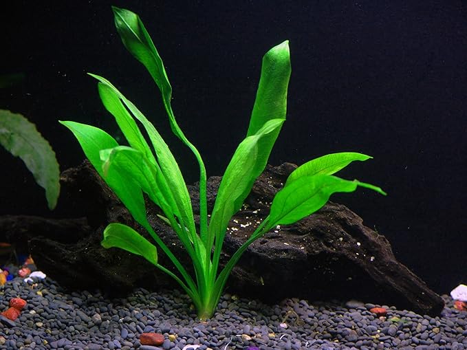 18 Plants Bundle / 6 Species Live Aquarium Plants Package - Microsorum, Amazon Sword, Anubias, Moneywort, Hornwort, etc. (75+ Gallon Aquariums)