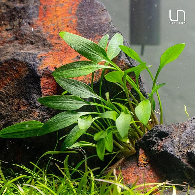 Ultum Nature Systems Cryptocoryne Axelrodi Tissue Culture Live Plant for Aquarium, Aquascaping, Freshwater Fish Tanks - 100% Snail Free in Vitro