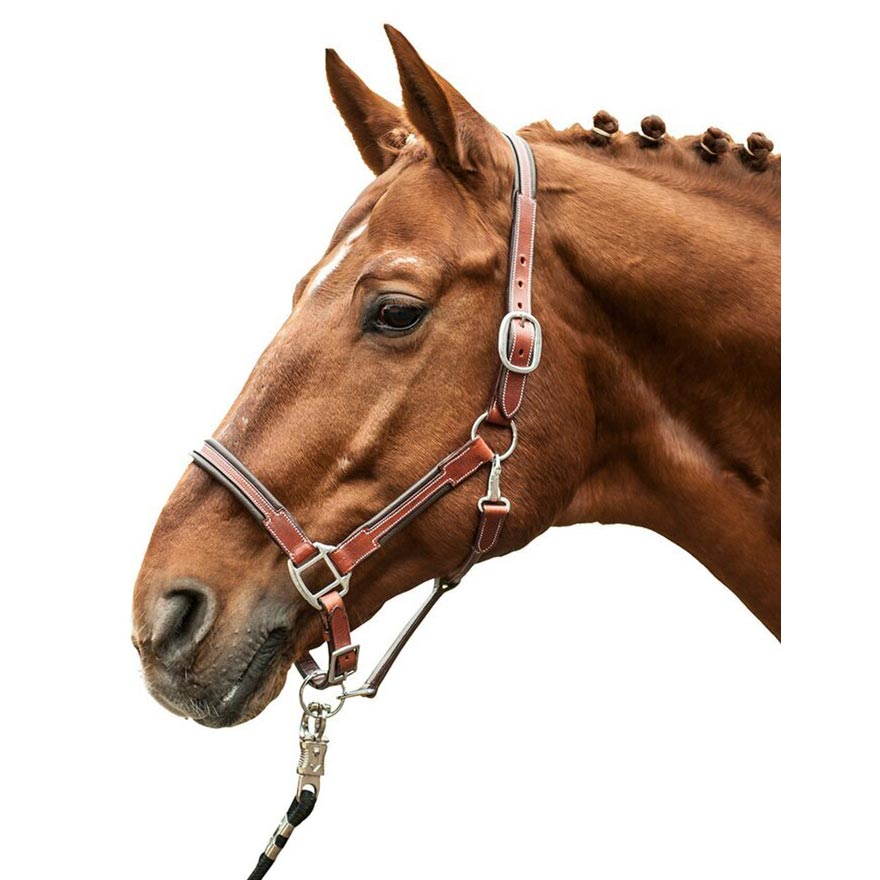 brown leather halter