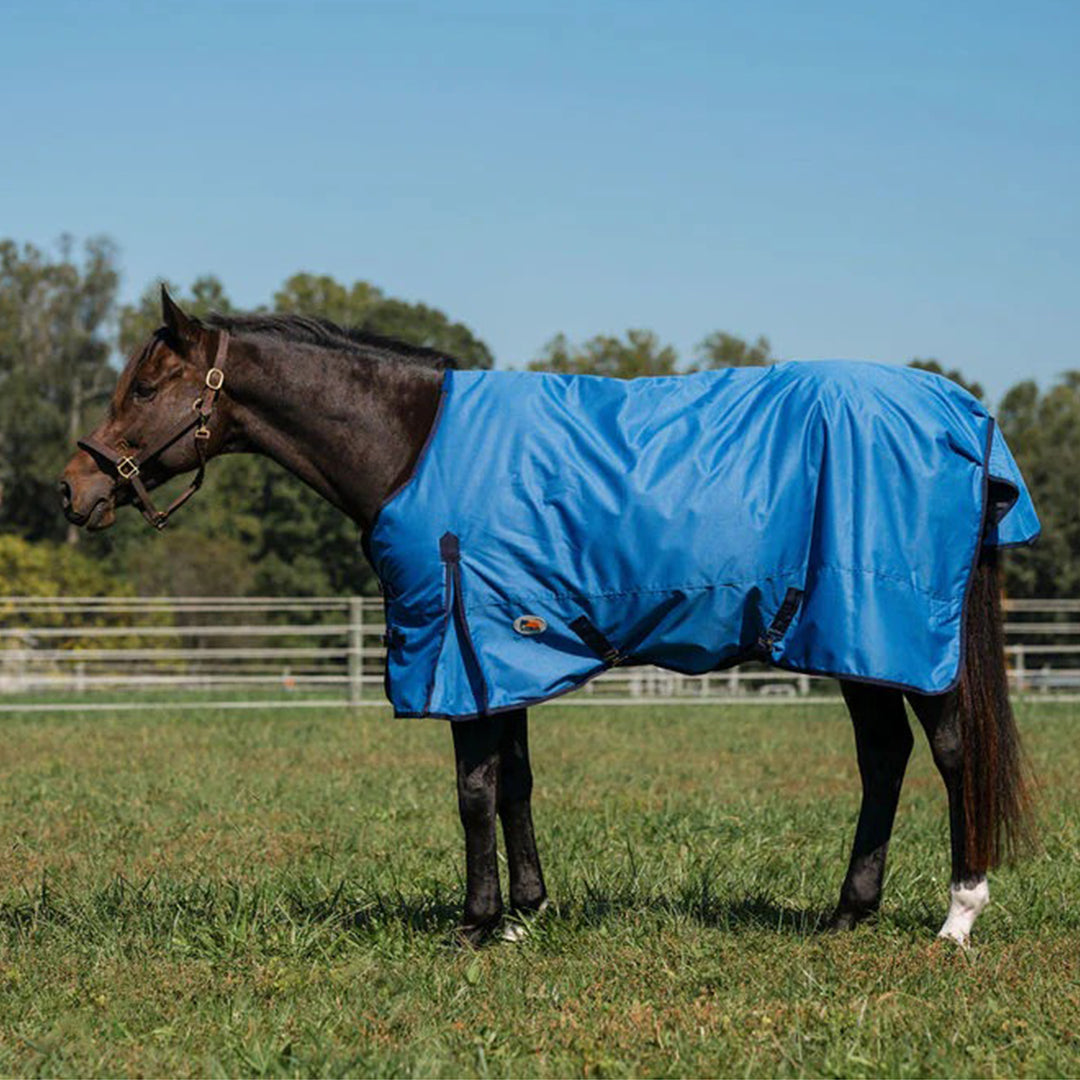 Horse wearing a blue blanket in an outdoor setting with trees and clear sky.