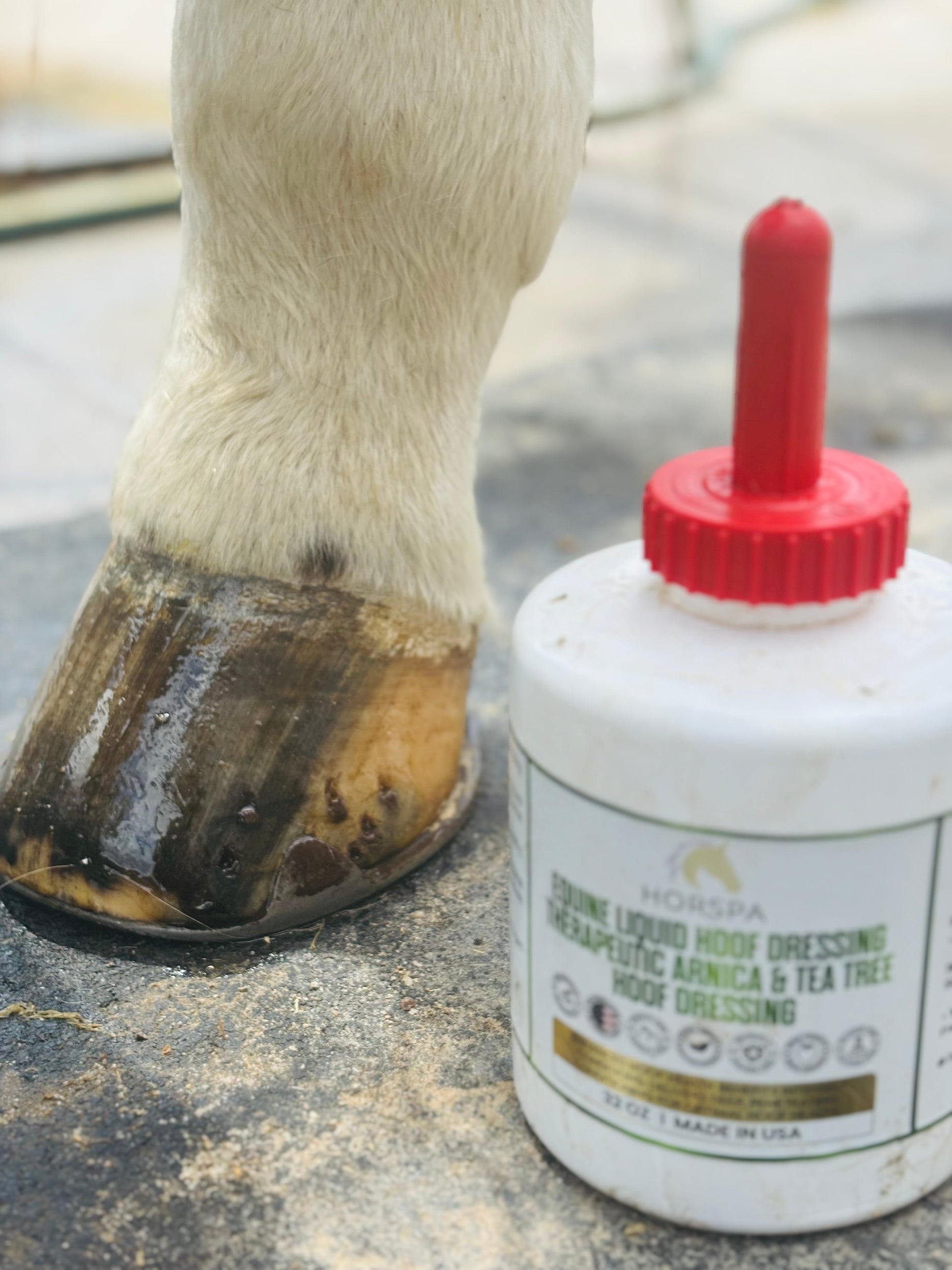 Horse hoof with a bottle of hoof dressing on a concrete surface