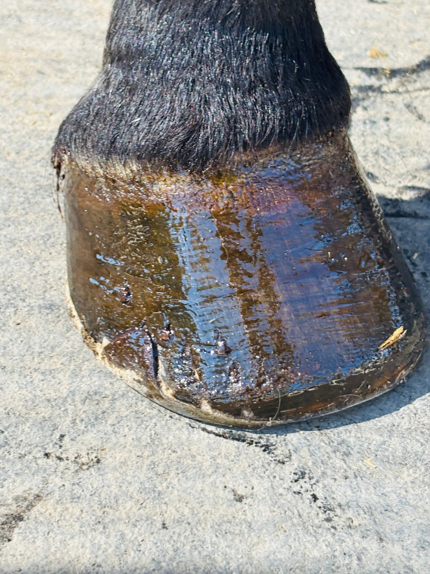 Horspa Hoof Paste with applicator