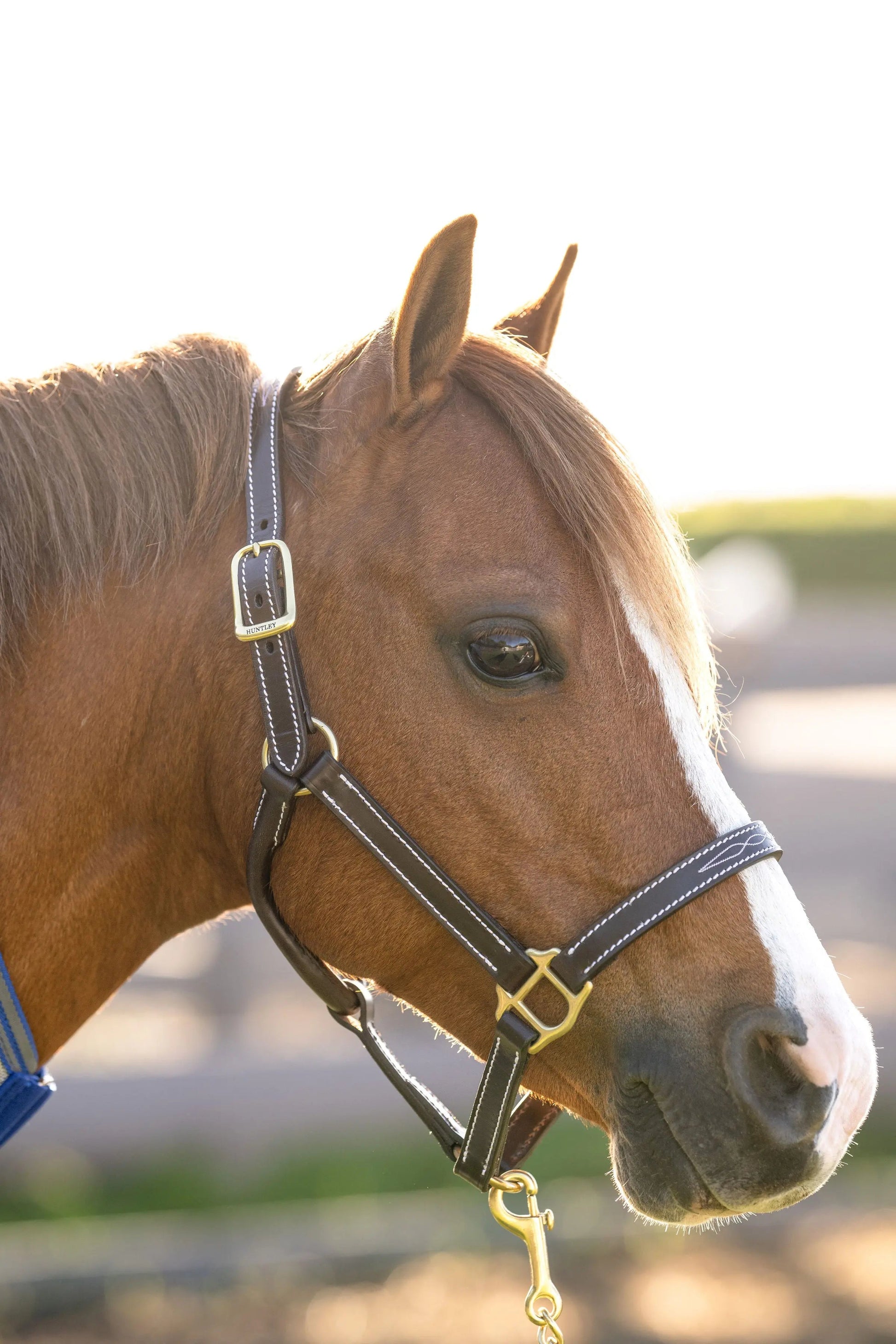 brown leather horse halter