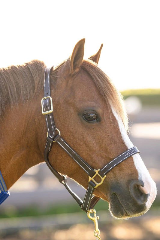brown leather horse halter