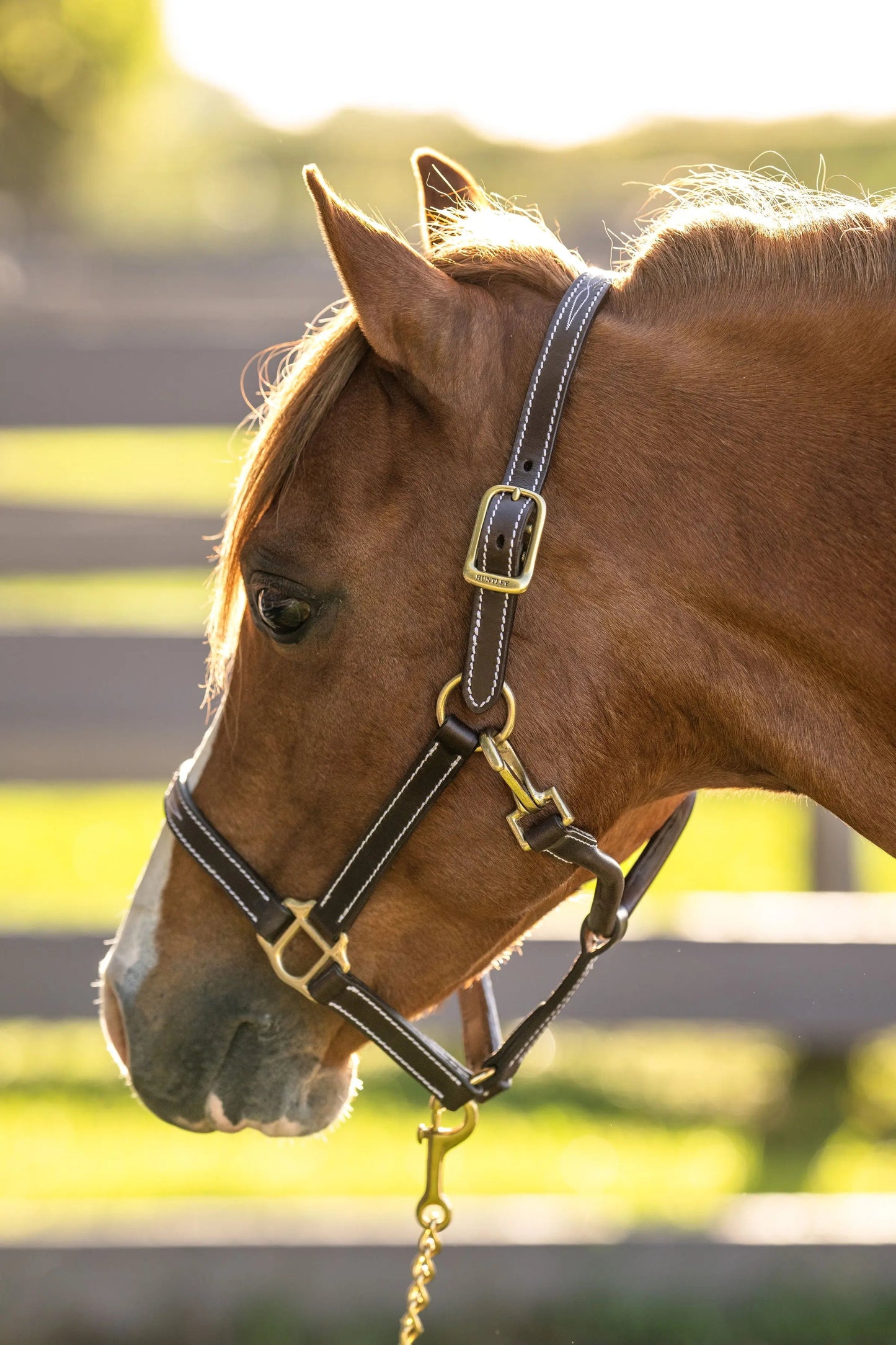brown leather horse halter
