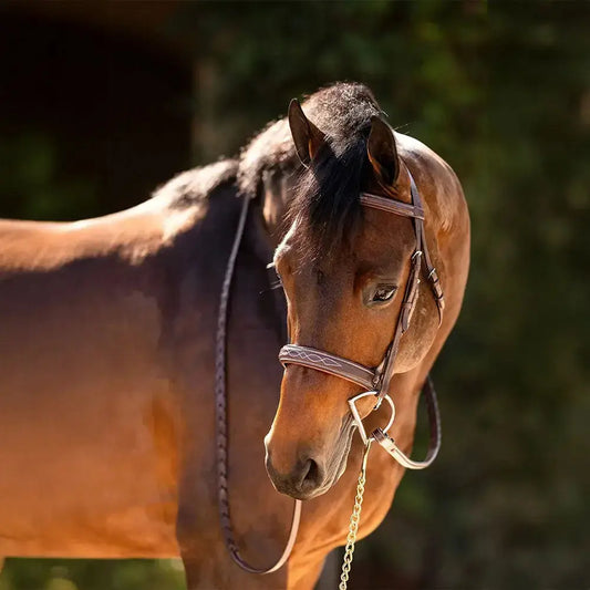 brown horse bridle with reins