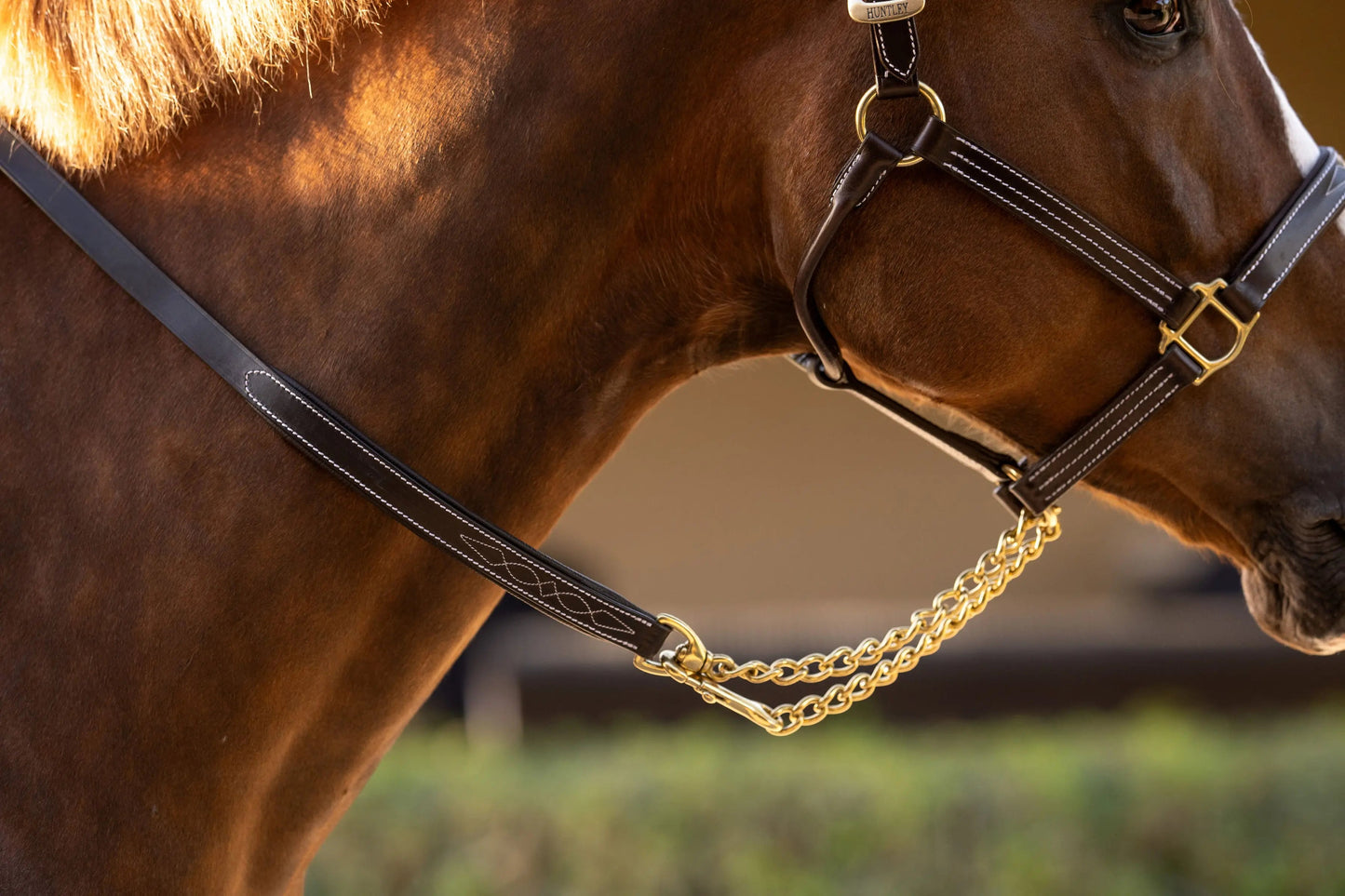 brown horse lead with gold chain