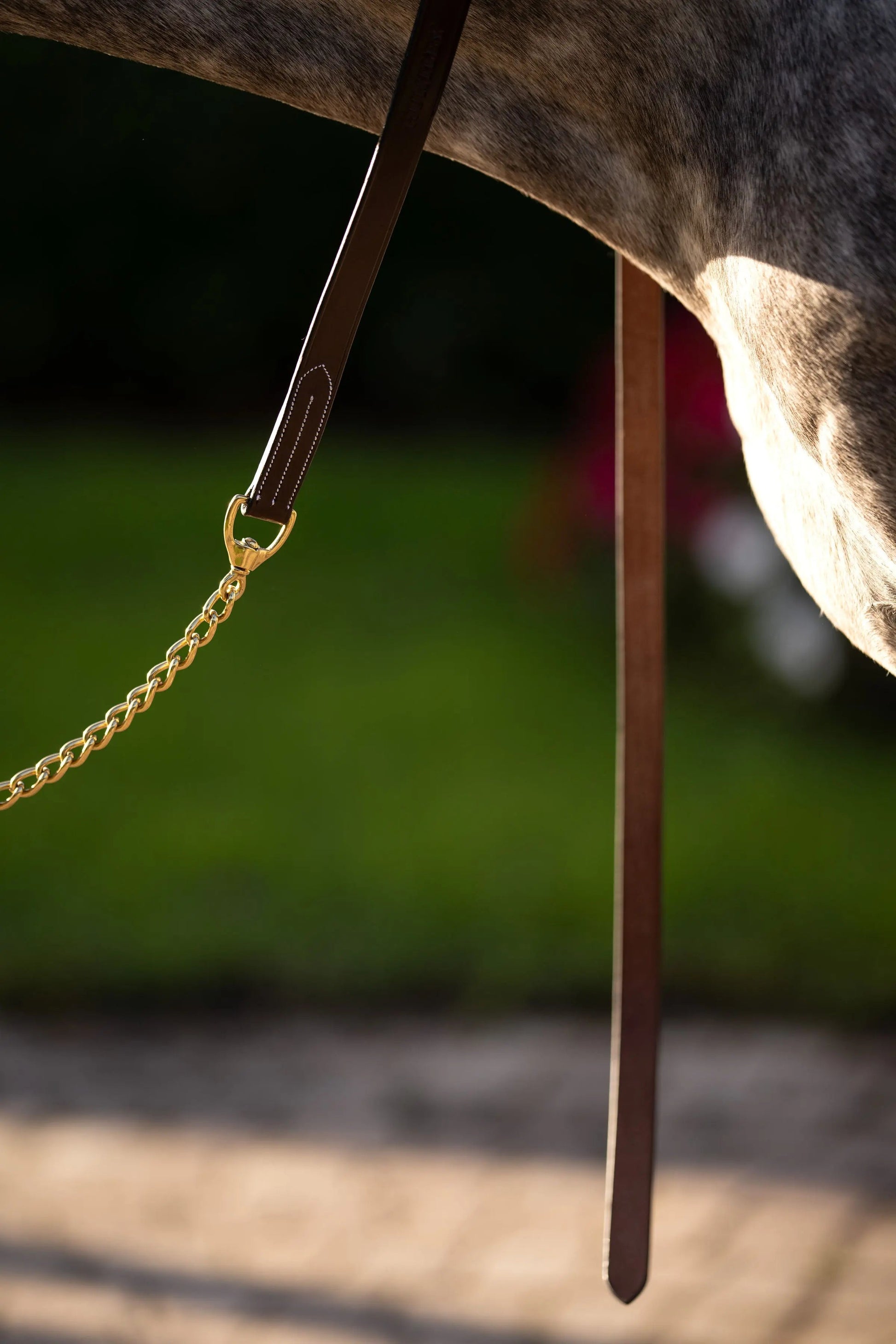 brown horse lead with gold chain