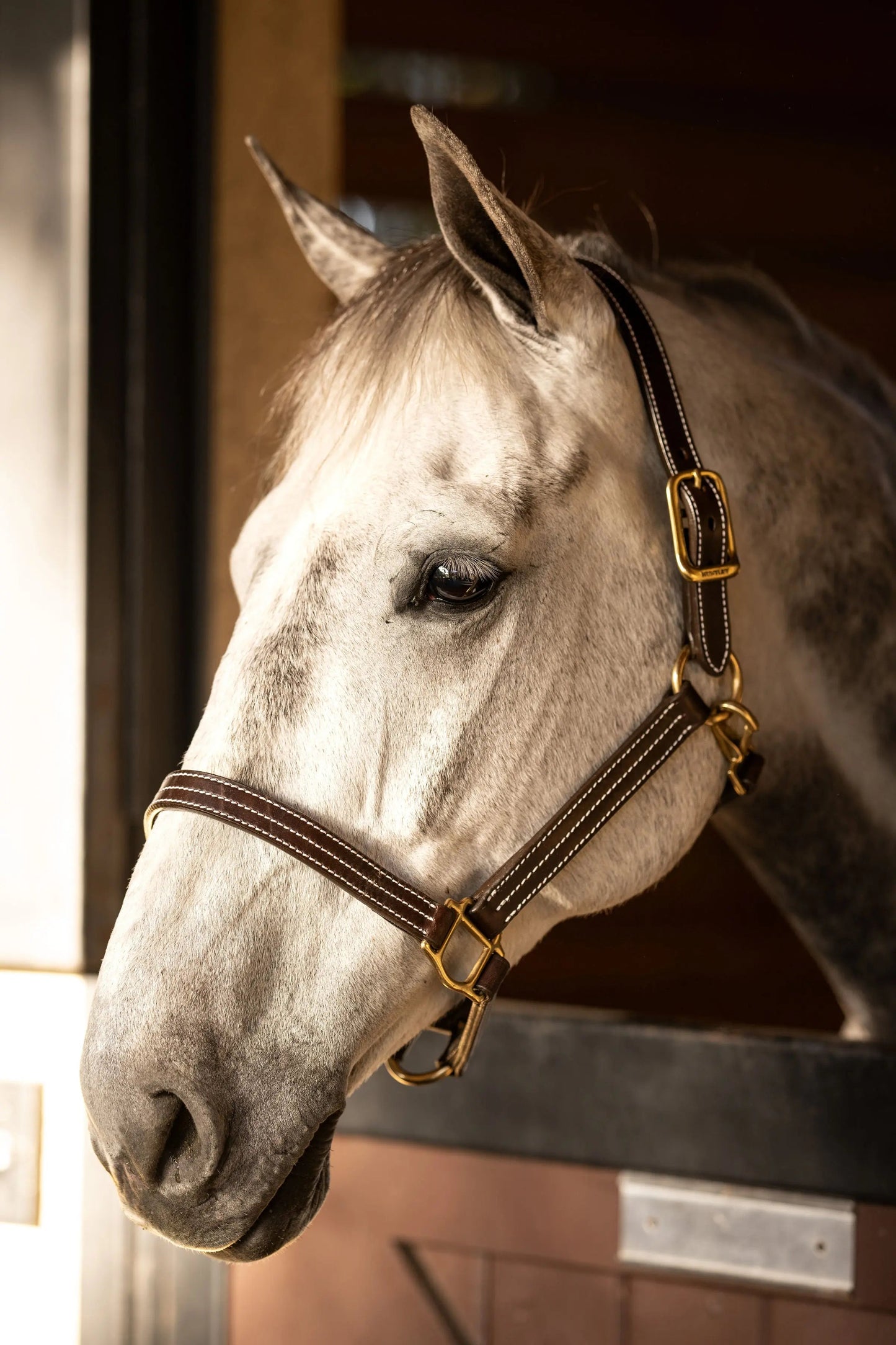 brown horse halter