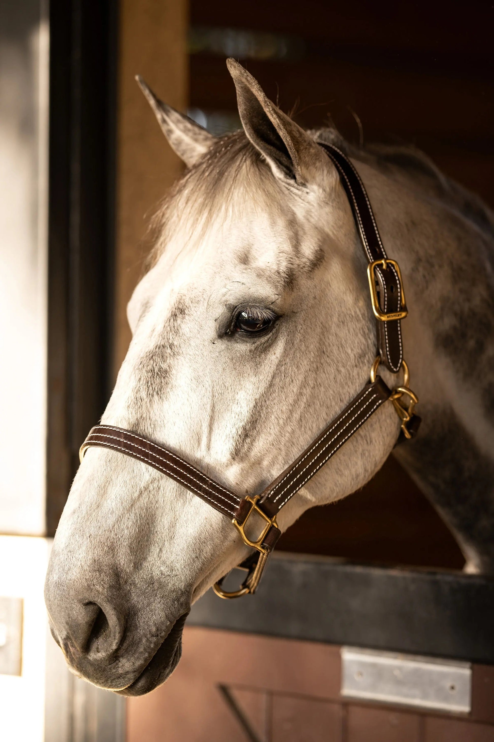 brown horse halter