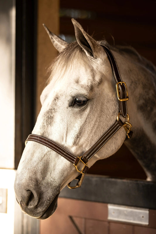 brown horse halter