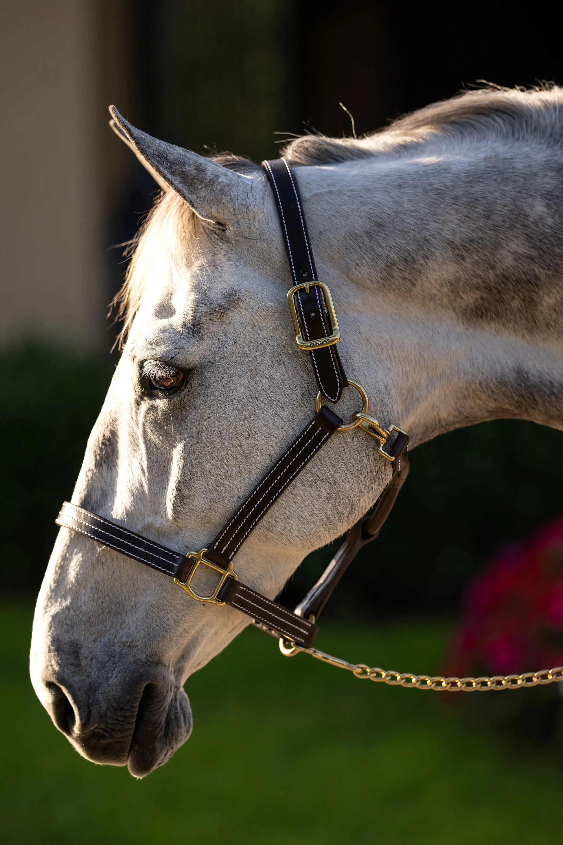 brown horse halter