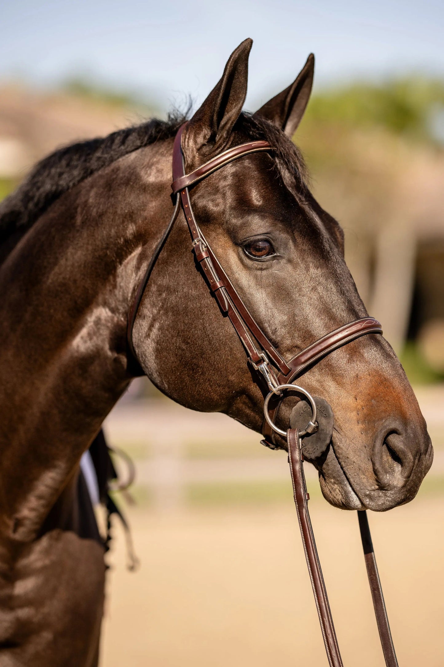 brown leather bridle