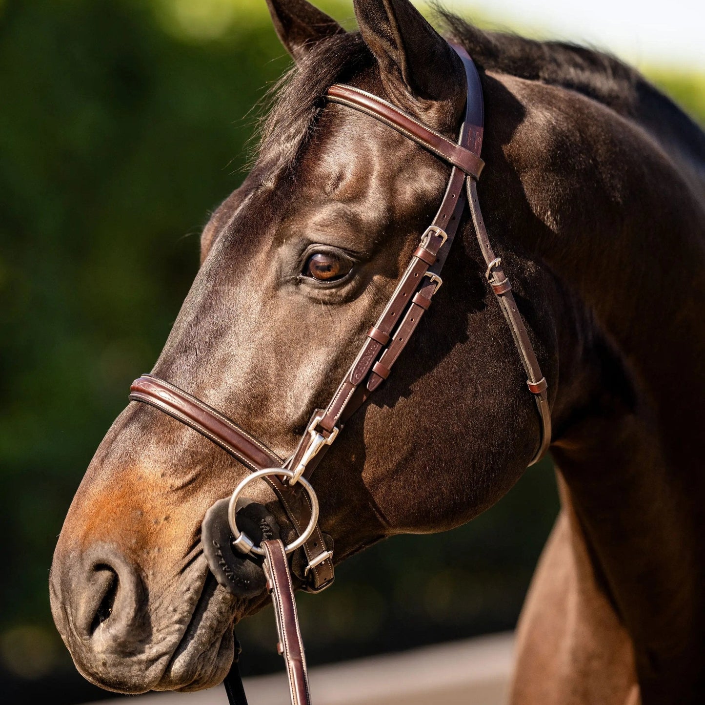 brown leather bridle