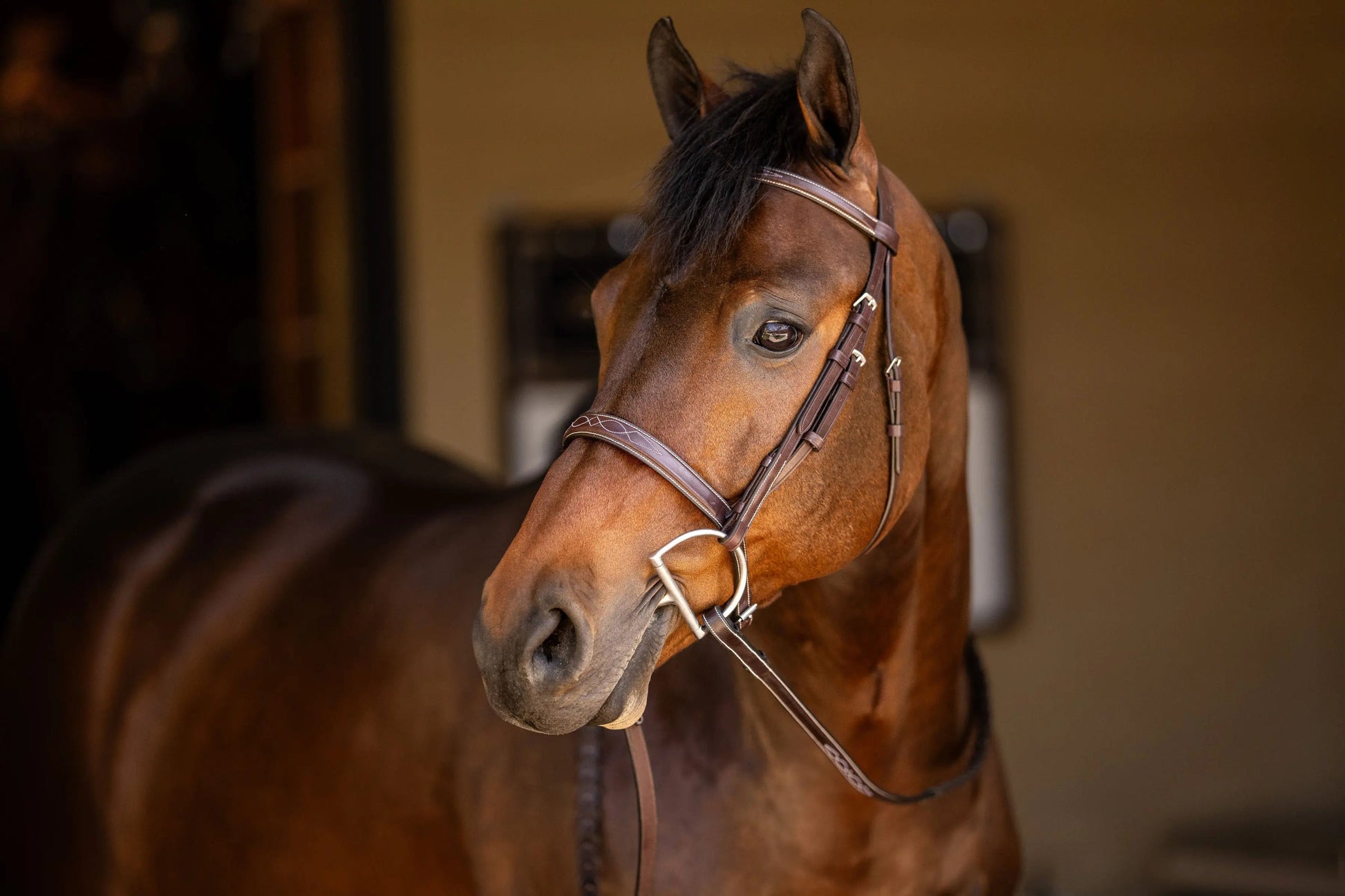 brown horse bridle