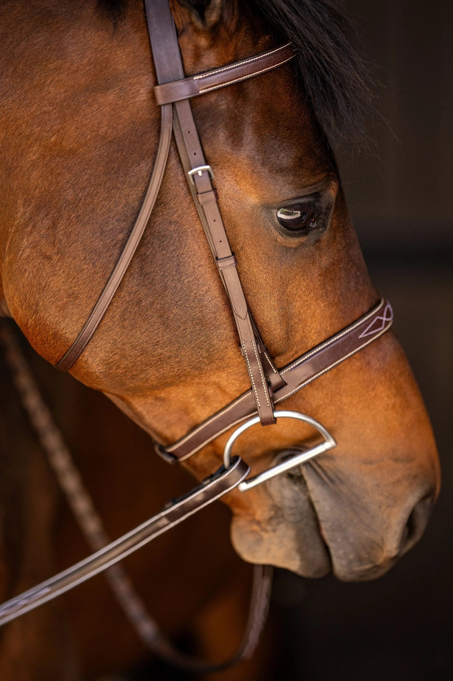 brown horse bridle