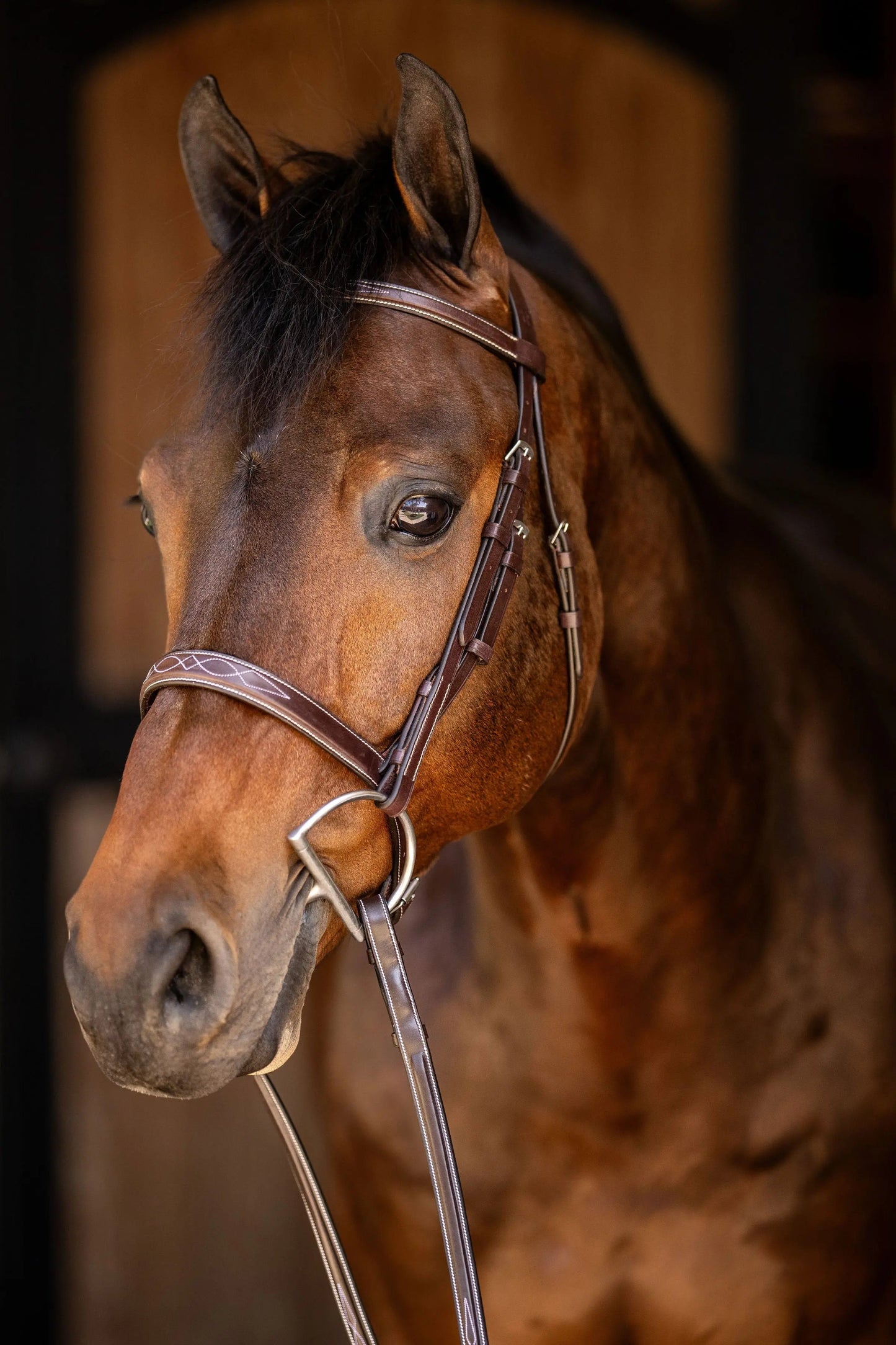 brown horse bridle