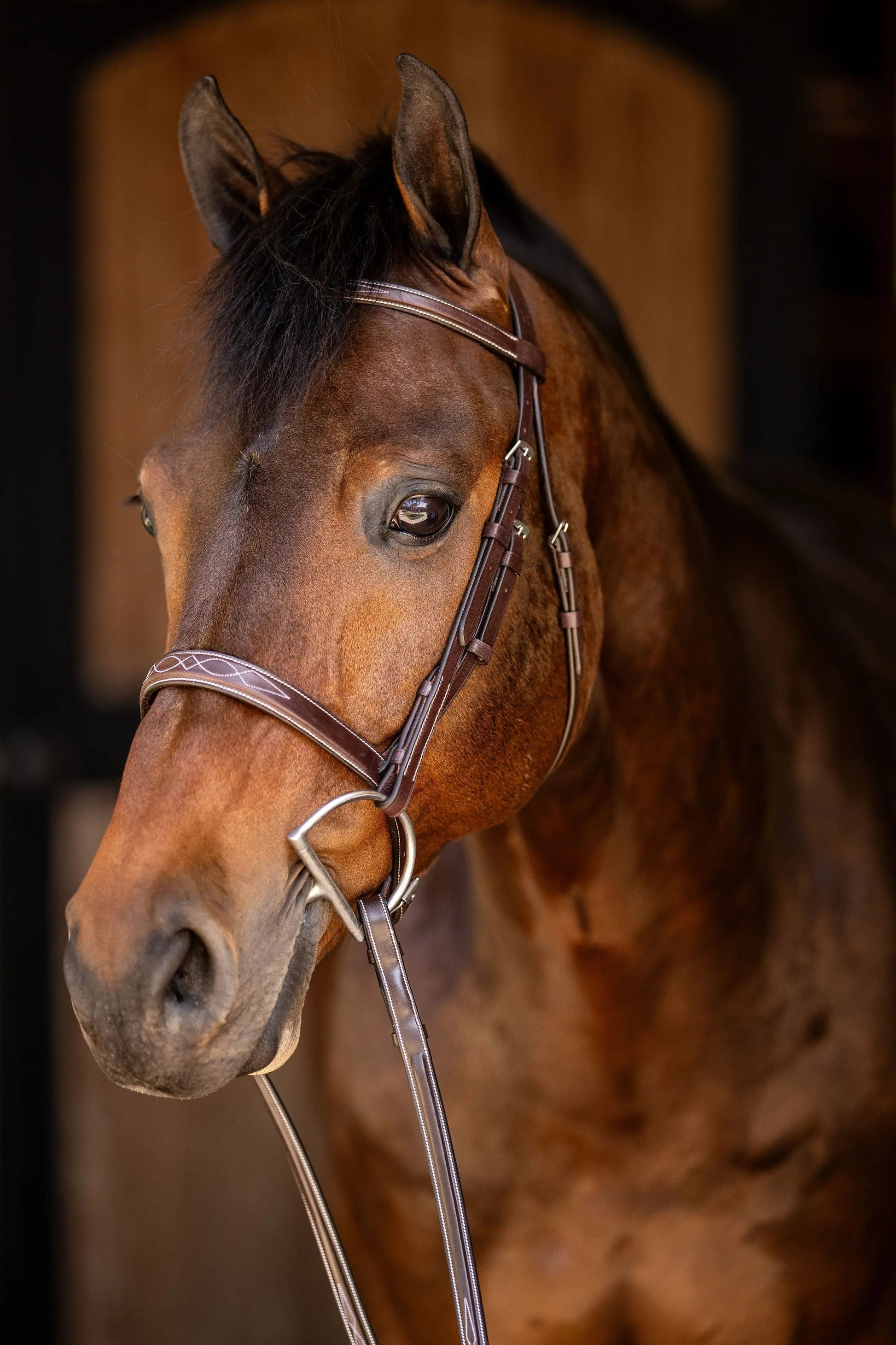 brown horse bridle