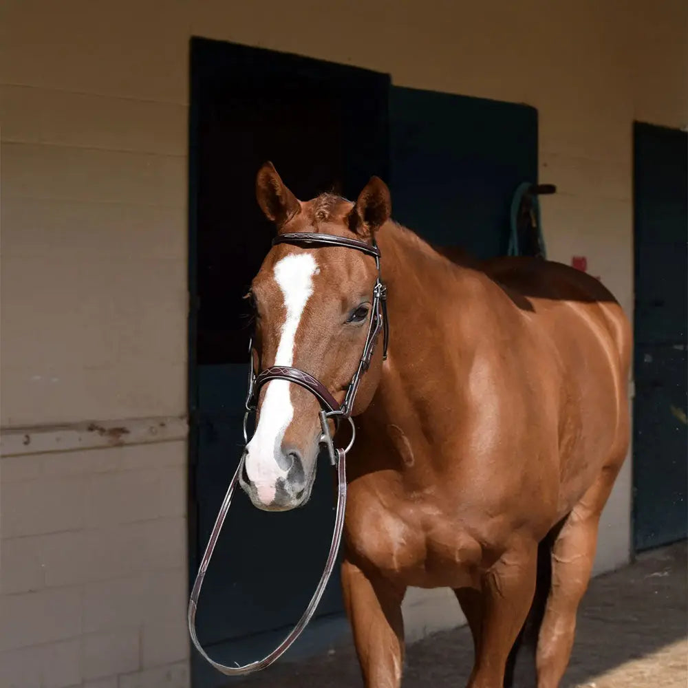 brown horse bridle