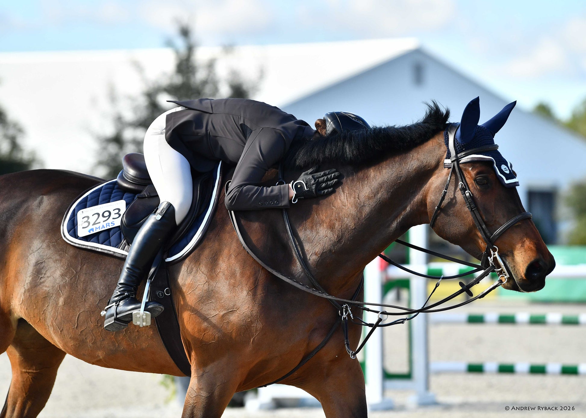 horse wearing ear bonnet