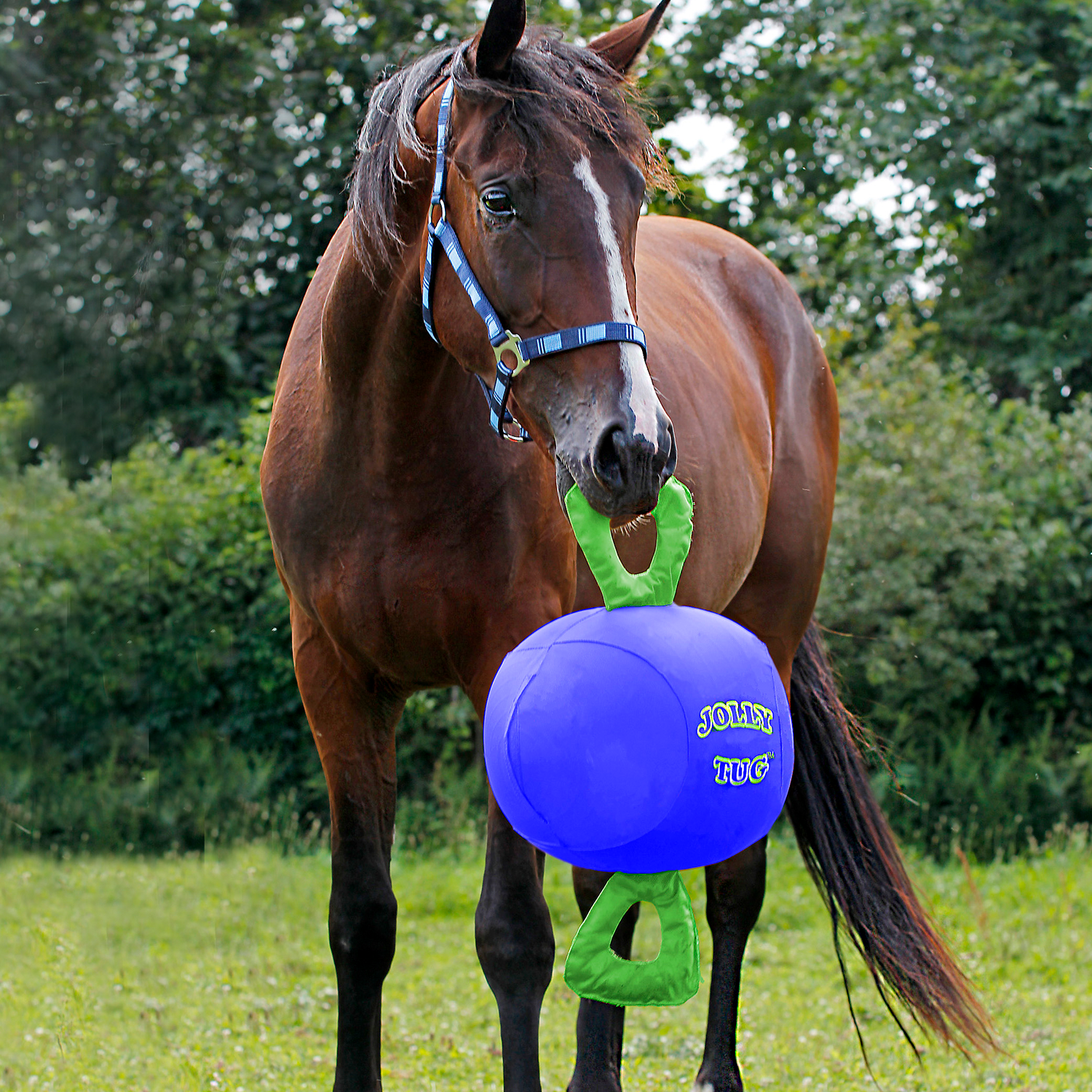 Horse holding a blue Jolly Ball with green handle in a grassy field