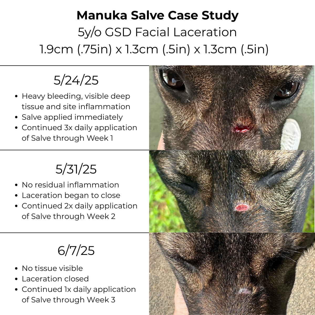 The Hoof & Paw Co. Manuka Honey Salve for Dogs, Horses & Humans