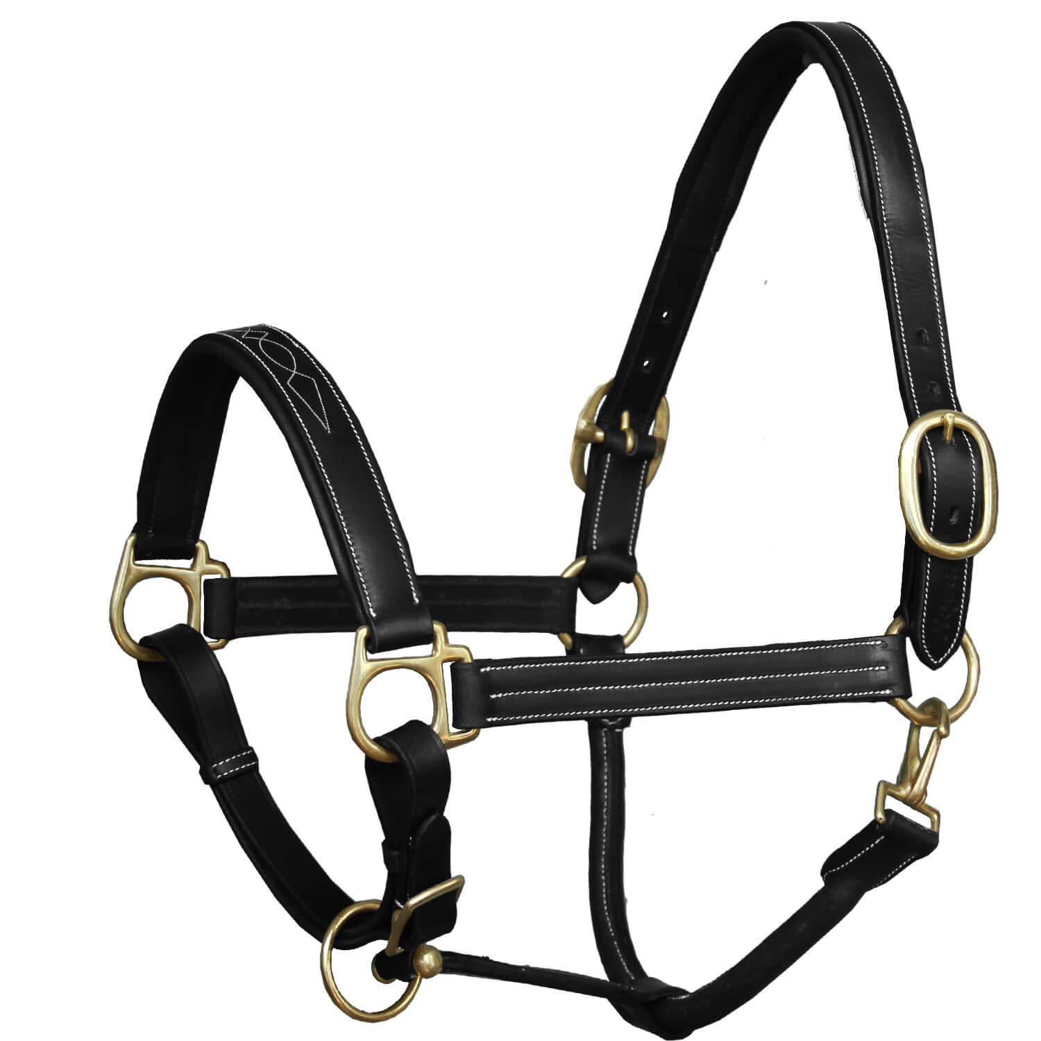Black leather horse halter with gold hardware