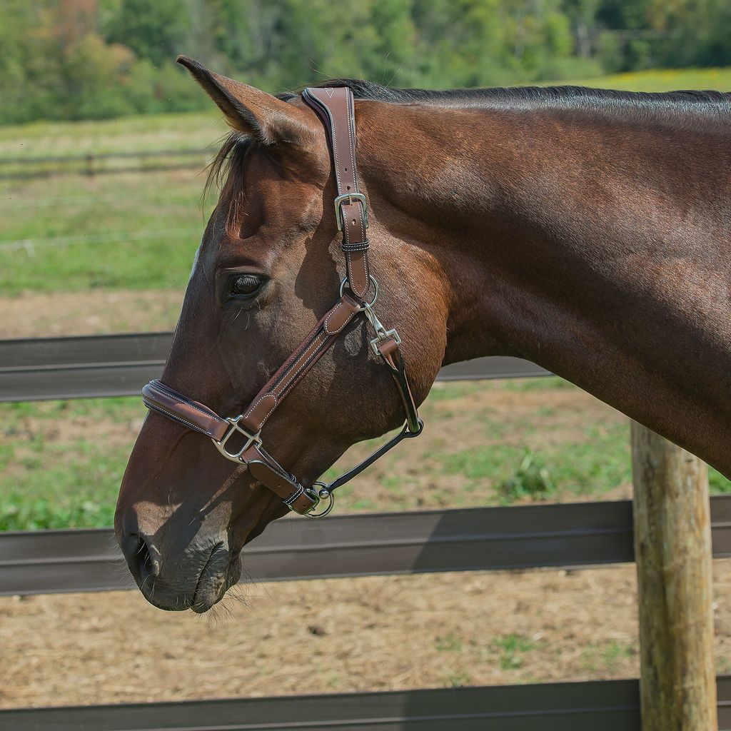 brown leather halter