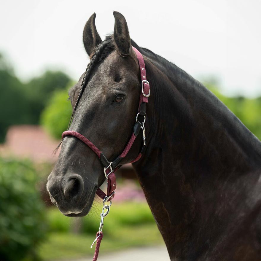 horse halter