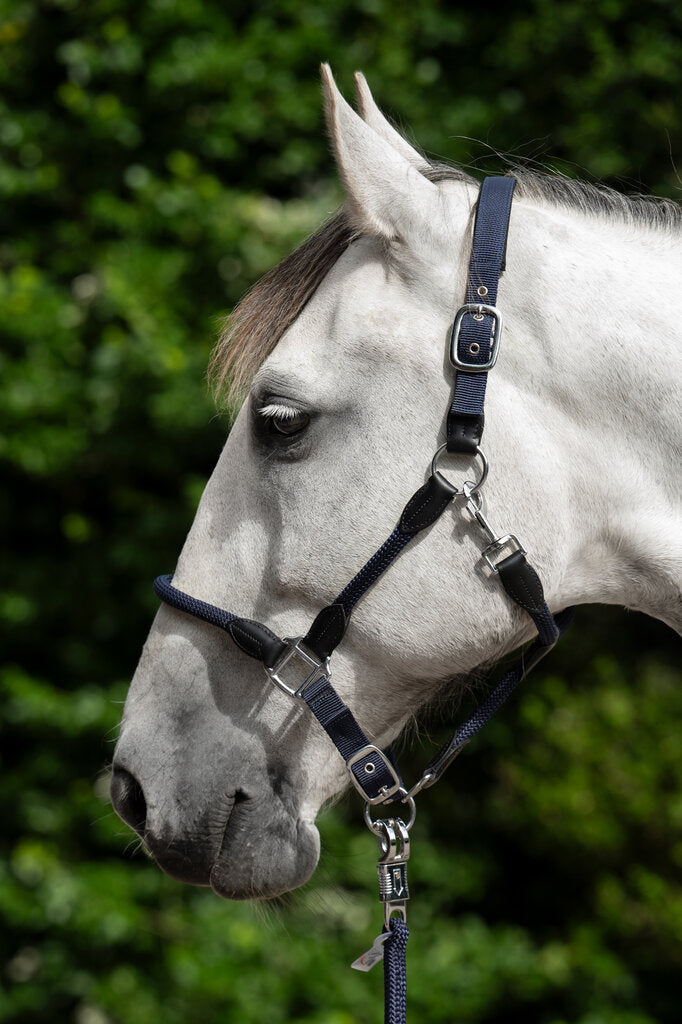 horse halter