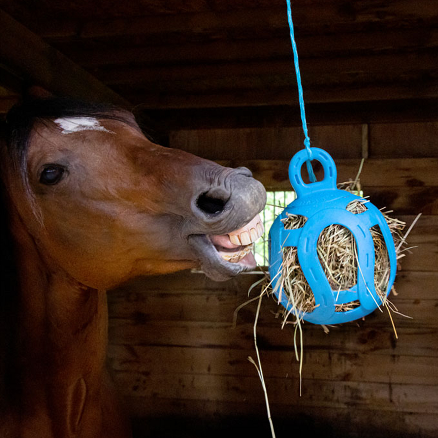 jolly ball horse toy