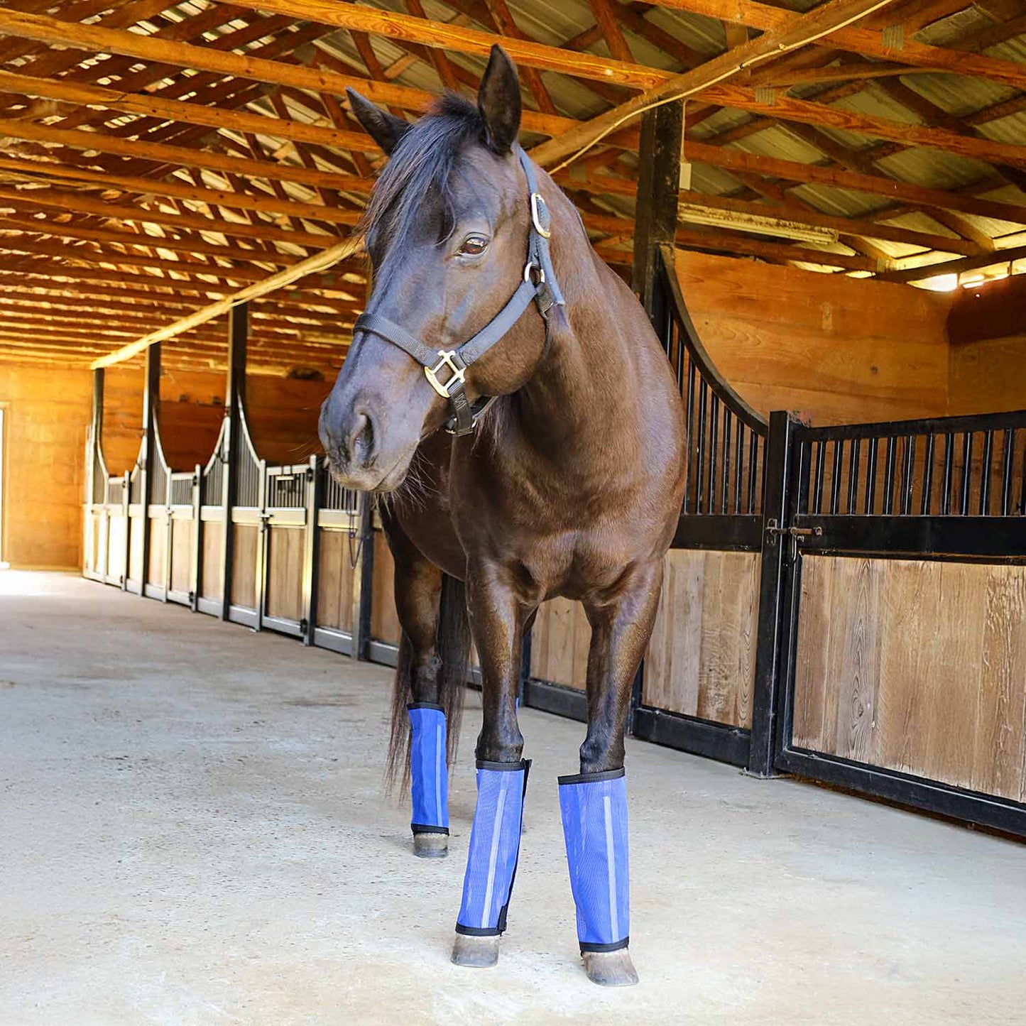 blue fly boots